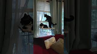 2 Tuxedo Kitties , Birds, and a Hammock@krazykittiesfunandcatswith838