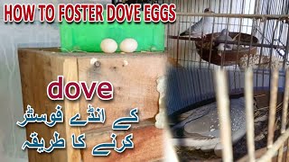 کے انڈے فوسٹر کرنے کا طریقہ DOVE | HOW TO FOSTER DOVE EGGS | AA BIRDS INFORMATION