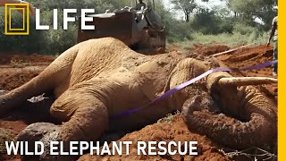 Rescue wild elephants trapped in desperate situations | Animal rescue compilation