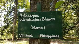 Artocarpus odoratissima Blanco