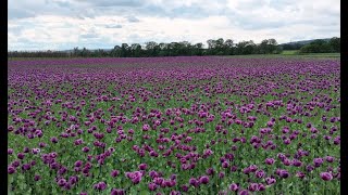 Lipník nad Bečvou - fialový mák - DJI MINI 4 PRO / purple poppy field