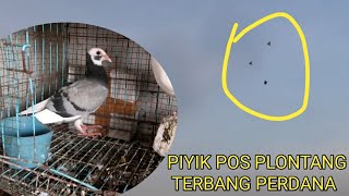 TERBANG PERDANA  PIYIK MERPATI POS PLONTANG