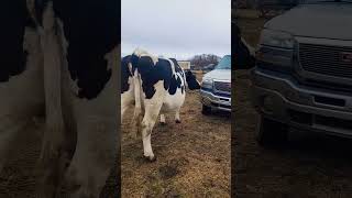 Cow VS Pick up! I think she'd win 🤣🤣 #cattlefarm #cow #farmlife #cattleranch #smallfarmer