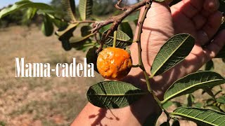 MAMA CADELA | DELICIOSA FRUTA DO CERRADO