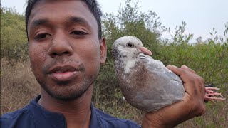 Pigeon rescued