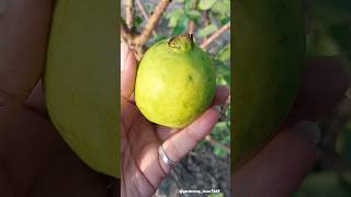 harvesting fruits 🍐🍑🥝🍓 #fresh #seasonal #organicharvest #fruitfarming @gardening_lover7469