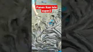 panen ikan lele super2 #youtubeshorts