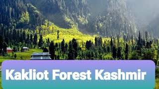 Kakliot Forest. مظفرآباد آذاد کشمیر Kashmir Valley and Pines- Beauty with Pines