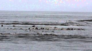 Steller Sea Lions near Telegraph Cove BC October 25 2014