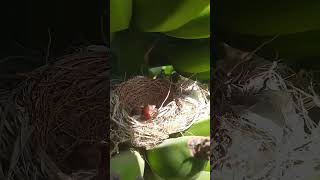 Polluelos en mis platanos