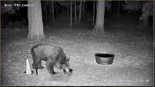 Birdseed Dining Bear