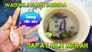 NIAT MANCING WADER MALAH DAPAT NILA MERAH...! | Kejutan saat mancing wader