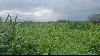 VEJA NESTE VÍDEO QUANTO EU GASTEI PARA PLANTAR UM HECTARE E MEIO DE ROÇA DE MILHO