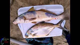 Pesca Surfcasting de Zorro y Pampanos / Fisherman catches a big pompano and bonefish