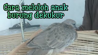 cara meloloh burung dekukur #dekukur #burungdekukur #perkututlokal