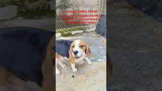 beagal dog available #malayalamshort #tamilshorts #hindishorts #shortvideo #kannadashorts #petlover