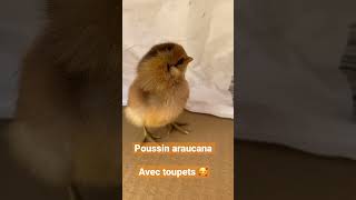 Présentation de poussins : araucana avec toupets #araucana #poussin  #pondeusesetcouveuses