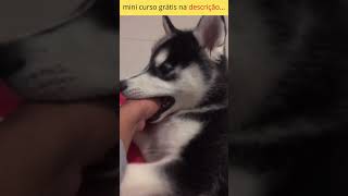 meu cachorro me entende kkkk #cachorroesperto