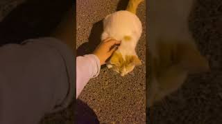 Greeting stray cats 50x - Al Khor, Qatar