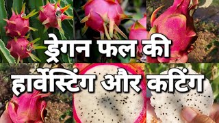 harvesting and cutting of dragon fruit 🌵🌵😋😋 #fruit #harvesting @gardening_lover7469