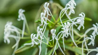 Episode 22 Neofinetia falcata, Phalaenopsis corningiana, Brassavola cebolleta, Brassovola perinnii