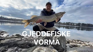 Gjeddefiske i Vorma