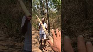 CARI BAMBU di hutan #shortvideo #bambu #bambù