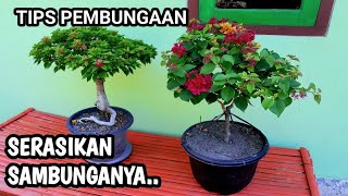 TIPS MEMADUKAN WARNA YANG TEPAT|POTONG PUCUK PEMBUNGAAN