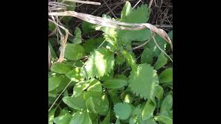 Two Wild Mustards Plus Stinging Nettle