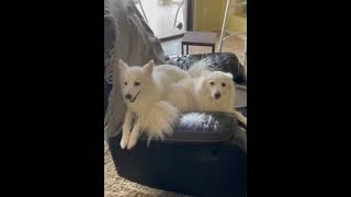 Cute American Eskimo Dogs