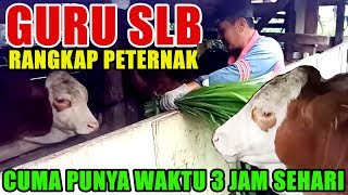 TERNAK SAPI ala GURU SLB! 4 Ekor Sapi Disela Kesibukan Mengajar Anak Berkebutuhan Khusus.