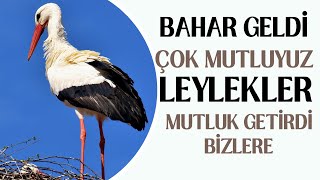 BAHAR GELDİ ÇOK MUTLUYUZ LEYLEKLER MUTLULUK GETİRDİ BİZLERE