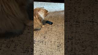 Funny Cat video #kitty #cat #cute #cate #catlover #kitten