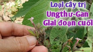 Bài thuốc trị Ugan. PHAN HẢI Vlog.