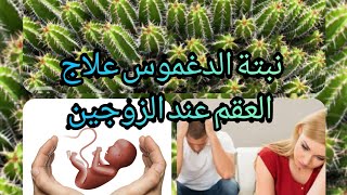 نبتة الدغموس علاج العقم عند الزوجين وبالتجربة👌👌👌