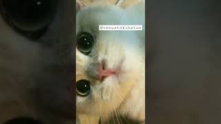 Cizmeli kedi degil mi bu ? #kedi   #shortsvideo