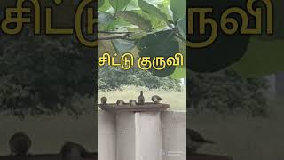 #chittukuruvi சிட்டுக் குருவி #cute birds