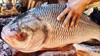 Big Red Snapper Fish Cutting Live In Bangladesh Fish Market | Fish Cutting Skill | Cutting Video