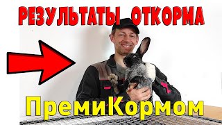 Результаты откорма кроликов ПремиКормом