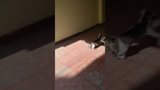 Cats ki Fight #Shorts