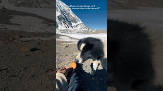 My friend is my Dog | Tilicho Lake