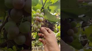 wine making and grape's harvest at bangalore #malayalamshort #tamilshorts #hindishorts #shortvideo