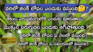 జింక్ లోపం పంటల్లో  ఎందుకు వస్తుంది🤔? || ఏ నెలల్లో వస్తుంది? || ఏ సమయంలో వస్తుంది ? || zink lopam