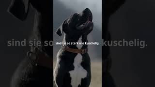 Unglaubliche Fakten über den Neapolitanischen Mastiff!  #factsofnature #tiere #hunde