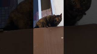 Cat #shortvideo #cat #animals