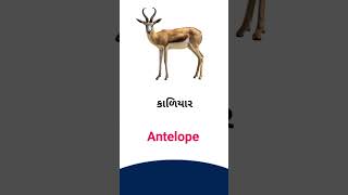 Antelope meaning in Gujarati - English Dictionary