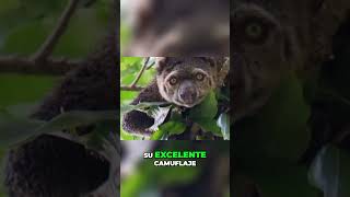 Increíble habilidad de equilibrio del pequeño marsupial en Nueva Guinea #shorts #shortsviral