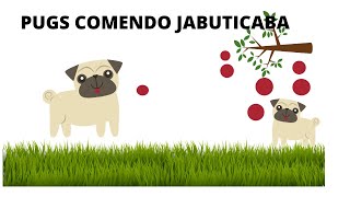 Cão chupando manga? NÃO! Cão chupando Jabuticaba.