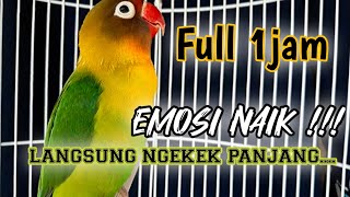 Suara Burung Lovebird NGEKEK PANJANG, Pancingan Lovebird PALING CEPAT BIKIN BUNYI