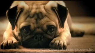 Walder - "Anspruchsvoll" - Comercial de TV - Propaganda com Pug